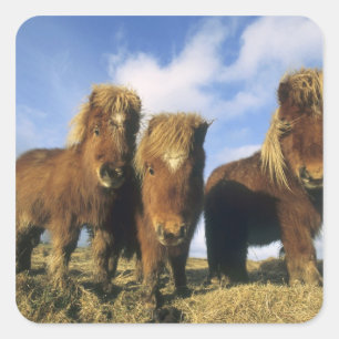 Shetland Pony, mainland Shetland Islands, Square Sticker