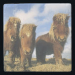 Shetland Pony, mainland Shetland Islands, Stone Coaster<br><div class="desc">Shetland Pony,  mainland Shetland Islands,  stongest horse for size,  Scotland,  UK | COPYRIGHT Kevin Schafer / SuperStock.com</div>