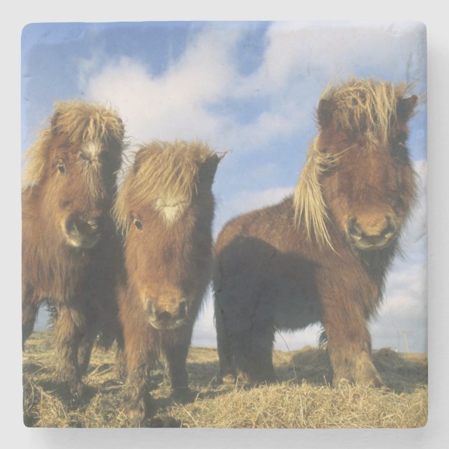 Shetland Pony, mainland Shetland Islands, Stone Coaster (Front)