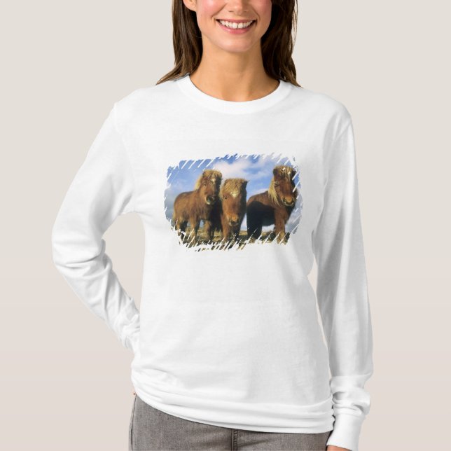 Shetland Pony, mainland Shetland Islands, T-Shirt (Front)