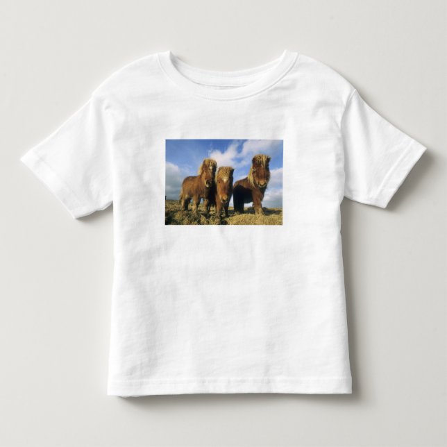 Shetland Pony, mainland Shetland Islands, Toddler T-shirt (Front)