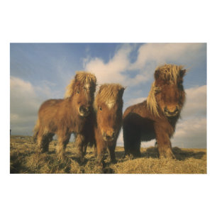 Shetland Pony, mainland Shetland Islands, Wood Wall Decor