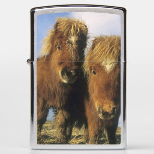 Shetland Pony, mainland Shetland Islands, Zippo Lighter