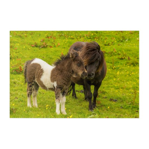 Shetland Pony Mother and Offspring Acrylic Print