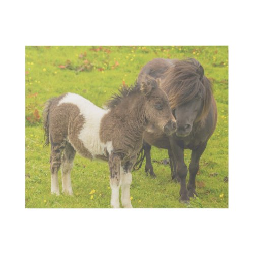 Shetland Pony Mother and Offspring Gallery Wrap