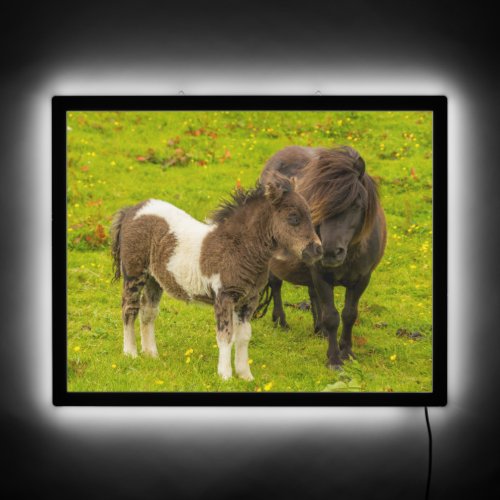 Shetland Pony Mother and Offspring LED Sign