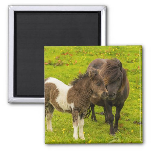 Shetland Pony Mother and Offspring Magnet