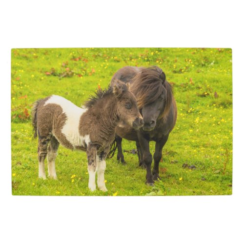 Shetland Pony Mother and Offspring Metal Print