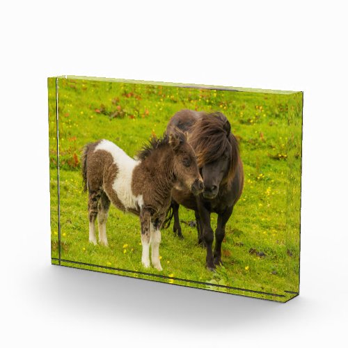 Shetland Pony Mother and Offspring Photo Block
