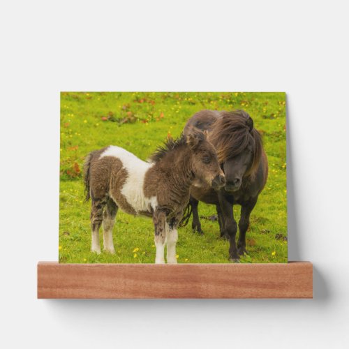 Shetland Pony Mother and Offspring Picture Ledge