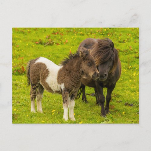 Shetland Pony Mother and Offspring Postcard