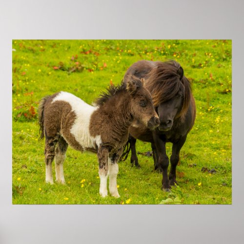 Shetland Pony Mother and Offspring Poster