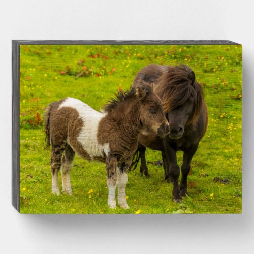 Shetland Pony Mother and Offspring Wooden Box Sign