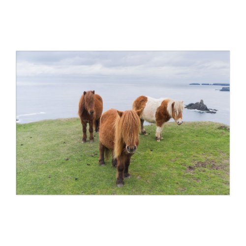 Shetland Pony on Pasture Near High Cliffs Acrylic Print