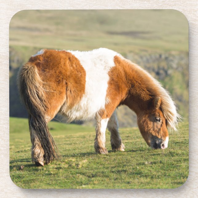 Shetland Pony On Pasture Near High Cliffs Beverage Coaster (Front)