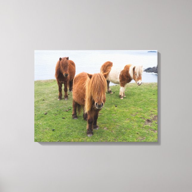 Shetland Pony on Pasture Near High Cliffs Canvas Print (Front)