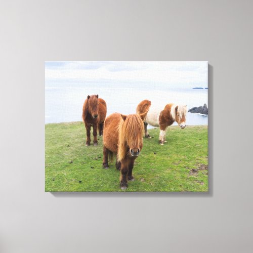 Shetland Pony on Pasture Near High Cliffs Canvas Print