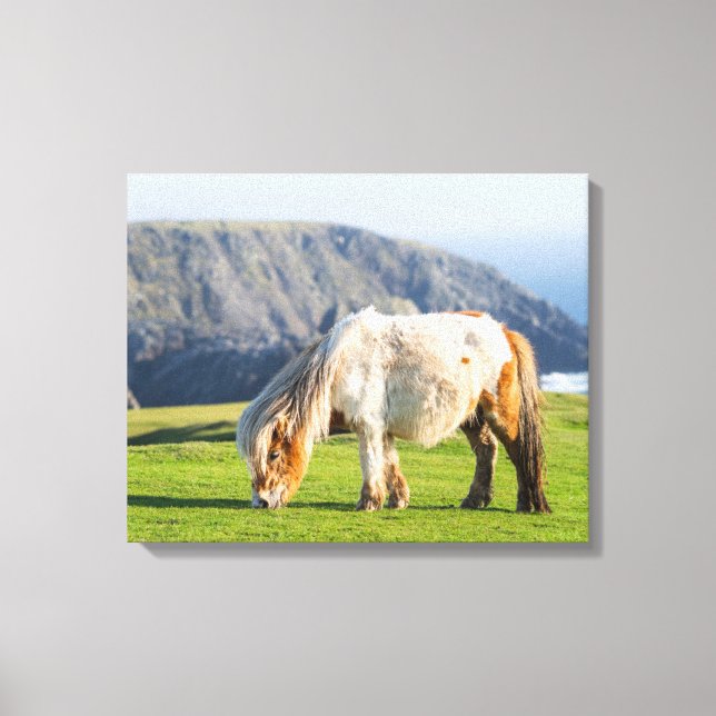 Shetland Pony on Pasture Near High Cliffs Canvas Print (Front)