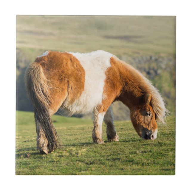 Shetland Pony On Pasture Near High Cliffs Ceramic Tile (Front)