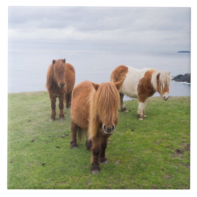 Shetland Pony on Pasture Near High Cliffs Ceramic Tile (Front)