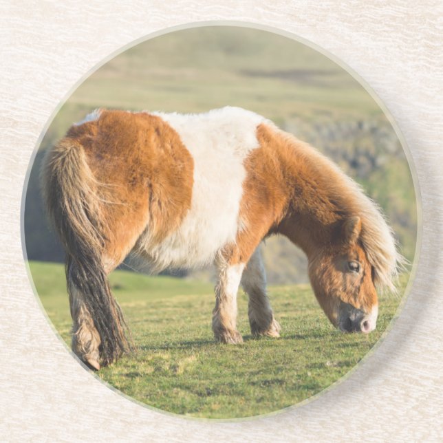 Shetland Pony On Pasture Near High Cliffs Drink Coaster (Front)