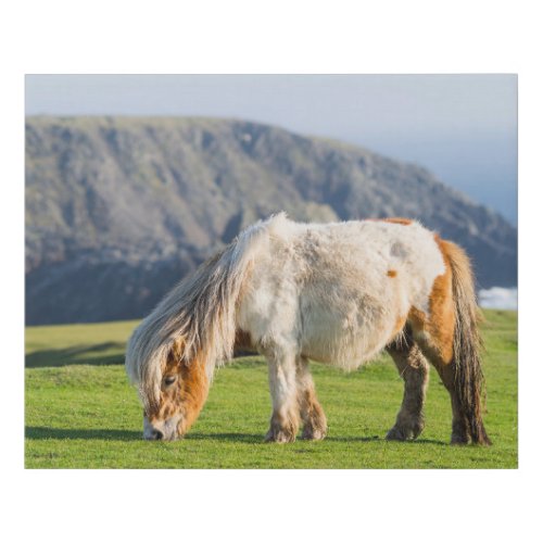 Shetland Pony on Pasture Near High Cliffs Faux Canvas Print