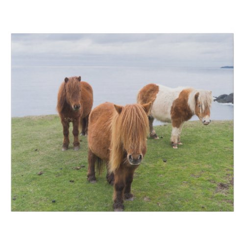 Shetland Pony on Pasture Near High Cliffs Faux Canvas Print