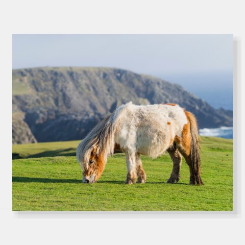 Shetland Pony on Pasture Near High Cliffs Foam Board