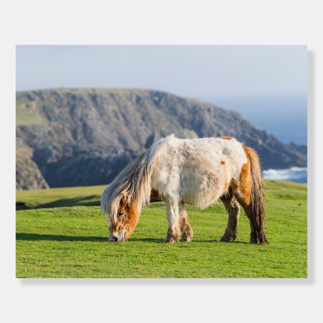 Shetland Pony on Pasture Near High Cliffs Foam Board (Front)
