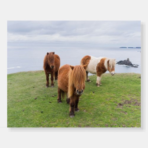 Shetland Pony on Pasture Near High Cliffs Foam Board