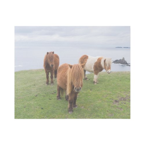 Shetland Pony on Pasture Near High Cliffs Gallery Wrap