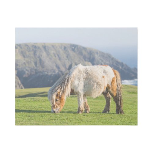 Shetland Pony on Pasture Near High Cliffs Gallery Wrap