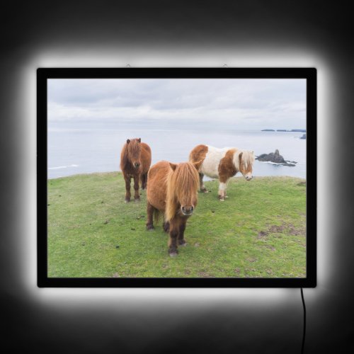 Shetland Pony on Pasture Near High Cliffs LED Sign