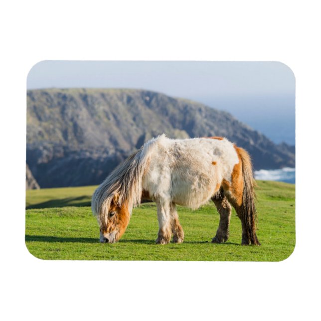 Shetland Pony on Pasture Near High Cliffs Magnet (Horizontal)