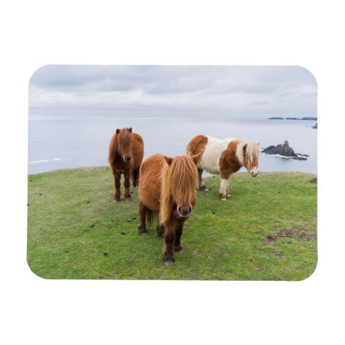 Shetland Pony on Pasture Near High Cliffs Magnet