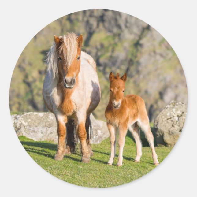 Shetland Pony On Pasture Near High Cliffs, Mare 2 Classic Round Sticker (Front)