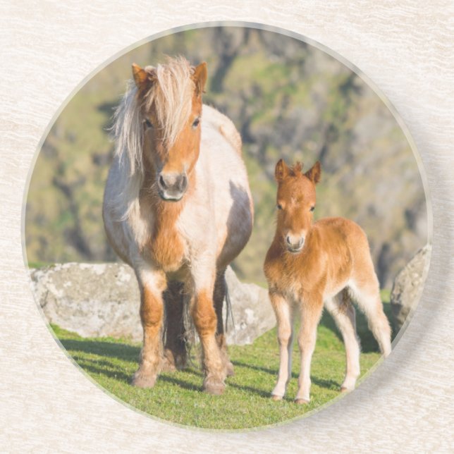 Shetland Pony On Pasture Near High Cliffs, Mare 2 Drink Coaster (Front)