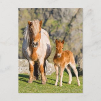 Shetland Pony On Pasture Near High Cliffs  Mare 2 Postcard by theworldofanimals at Zazzle