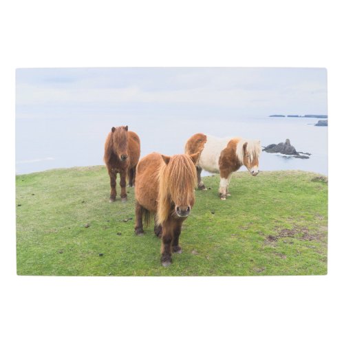 Shetland Pony on Pasture Near High Cliffs Metal Print