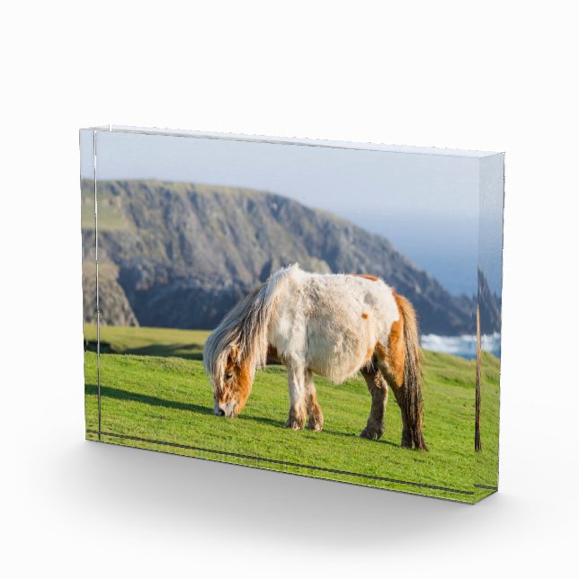 Shetland Pony on Pasture Near High Cliffs Photo Block (Right)