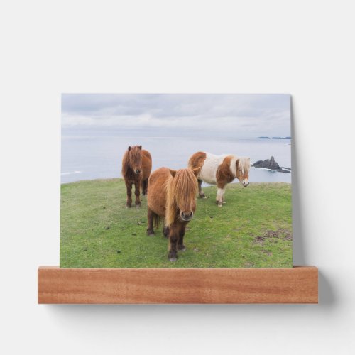 Shetland Pony on Pasture Near High Cliffs Picture Ledge