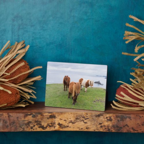 Shetland Pony on Pasture Near High Cliffs Plaque