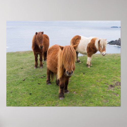 Shetland Pony on Pasture Near High Cliffs Poster