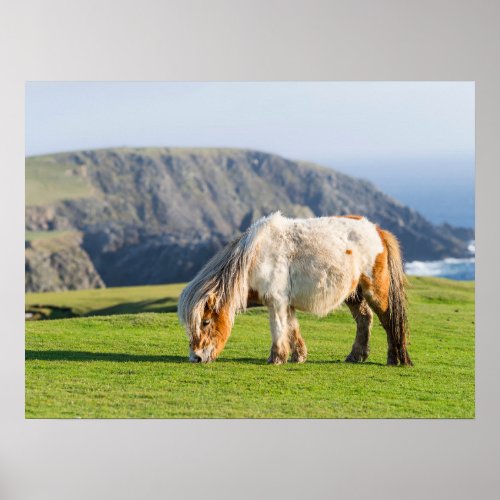 Shetland Pony on Pasture Near High Cliffs Poster