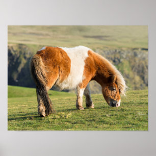 Shetland Pony On Pasture Near High Cliffs Poster