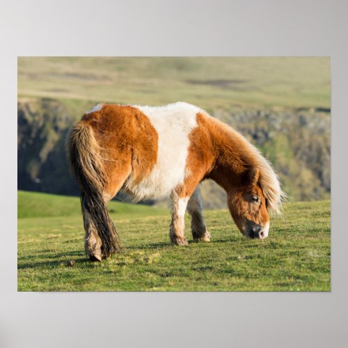 Shetland Pony On Pasture Near High Cliffs Poster