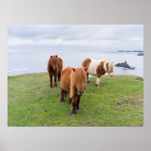 Shetland Pony on Pasture Near High Cliffs Poster