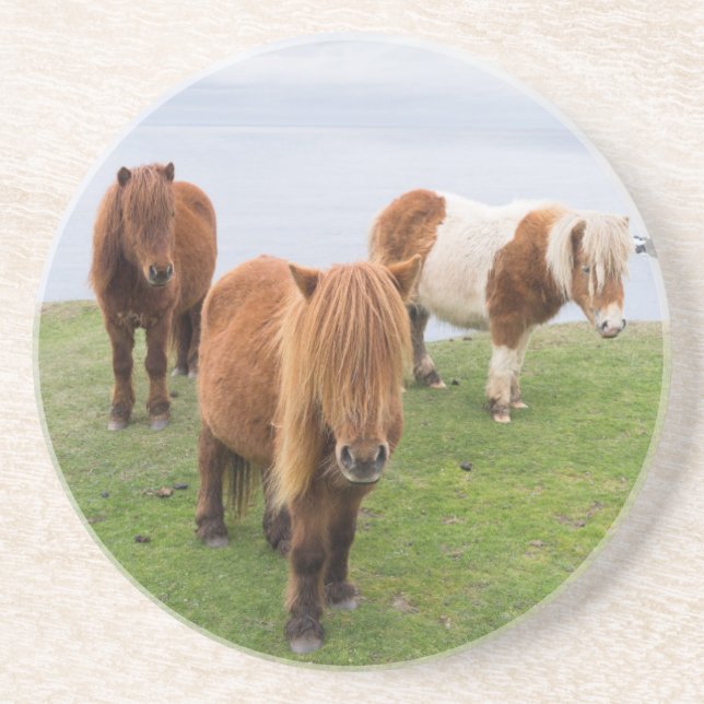 Shetland Pony on Pasture Near High Cliffs Sandstone Coaster (Front)