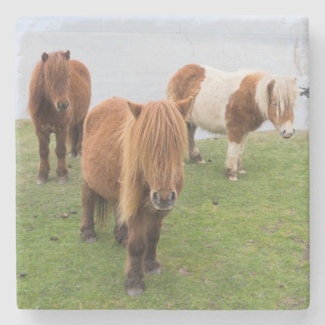 Shetland Pony on Pasture Near High Cliffs Stone Coaster (Front)