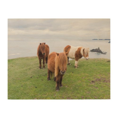 Shetland Pony on Pasture Near High Cliffs Wood Wall Art